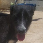 Draco (5)