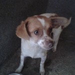 jazmin