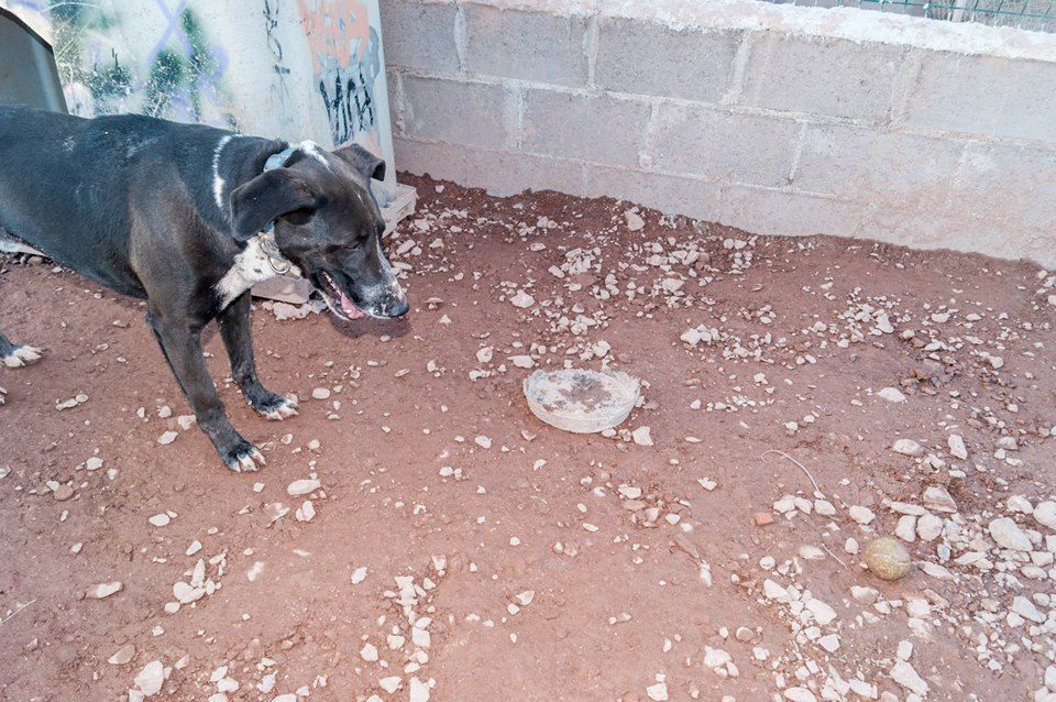 13043471_1197151263641985_6018432392268510793_n