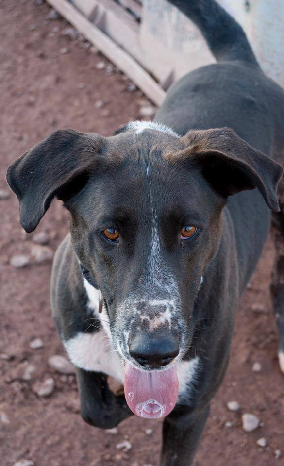 13095839_1197151280308650_4345661438536328523_n