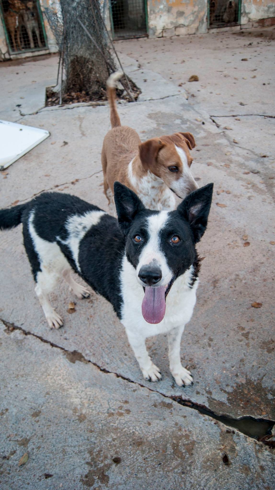 12657795_10207688166418727_3147641129568988585_o