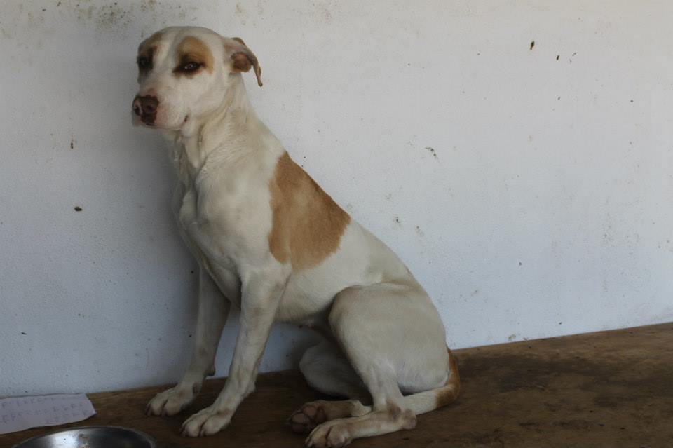 11017819_961318883891892_580651760957071721_n