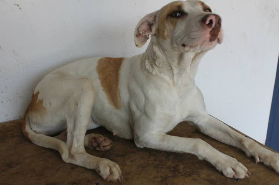 11022538_961317417225372_6220495799695180205_n