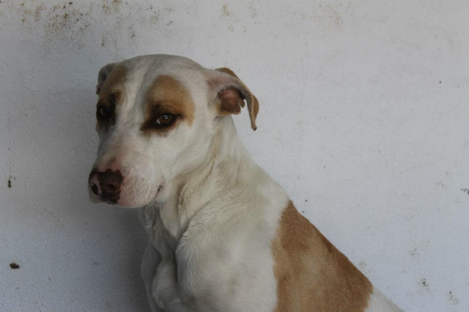 11027784_961317387225375_4661981998957738330_n