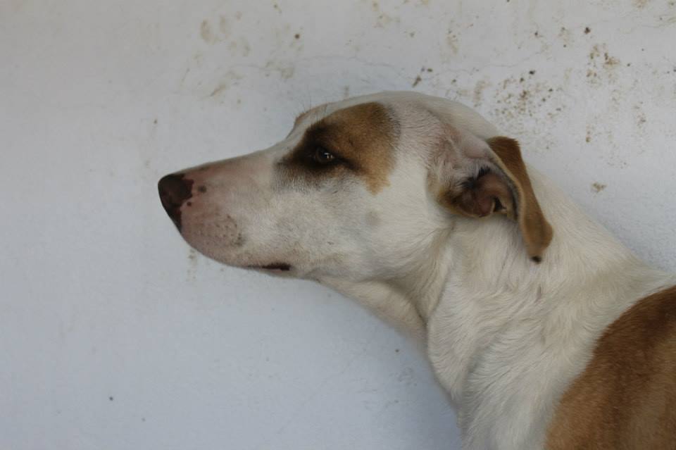 11046264_961317453892035_1867915325331162612_n