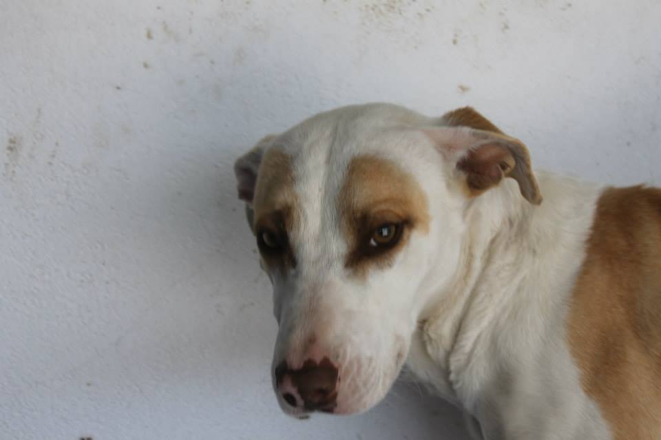 11051822_961317457225368_8546764805195005161_n