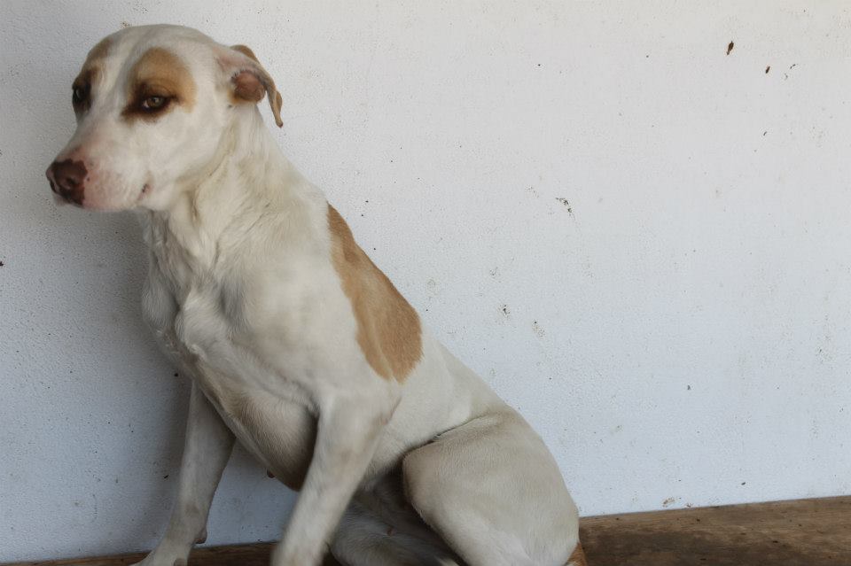 11058612_961317390558708_3504923600932797985_n