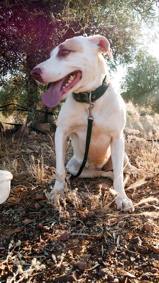 13692711_1253819194641858_3996081448000155970_n