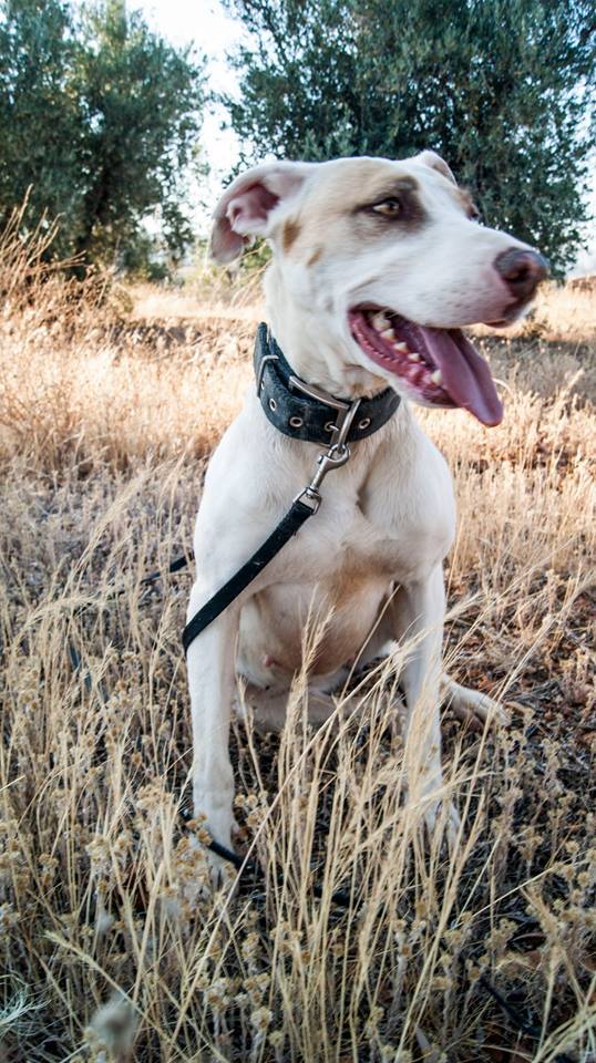 13709831_1253819247975186_7039778185063847990_n