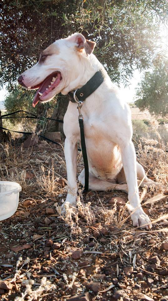 13769569_1253819197975191_8831767665716215421_n