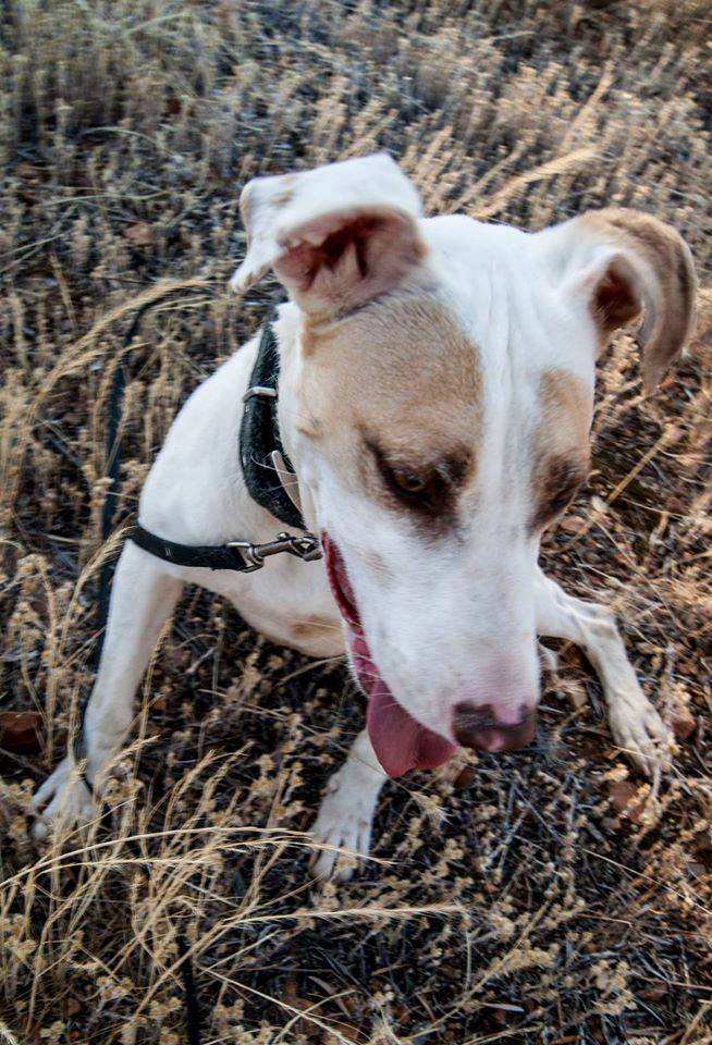 13770268_1253819201308524_3610384333308961756_n