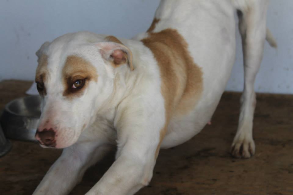 1508110_961317383892042_2097169981034309644_n