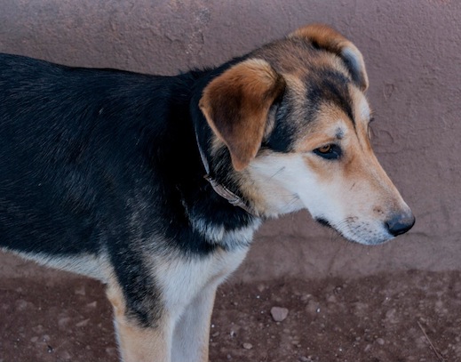 11216219_10206142636901455_1561605921066368740_o