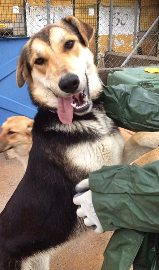 1525011_522208784544244_879735616_n