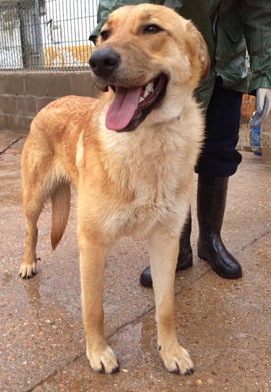 1527105_522222261209563_1747606858_n