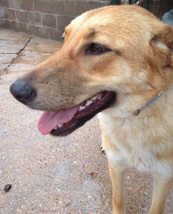 1545212_522222347876221_1051421329_n