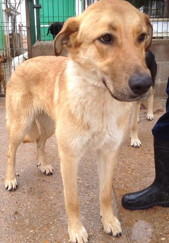 1546047_522222254542897_486805631_n