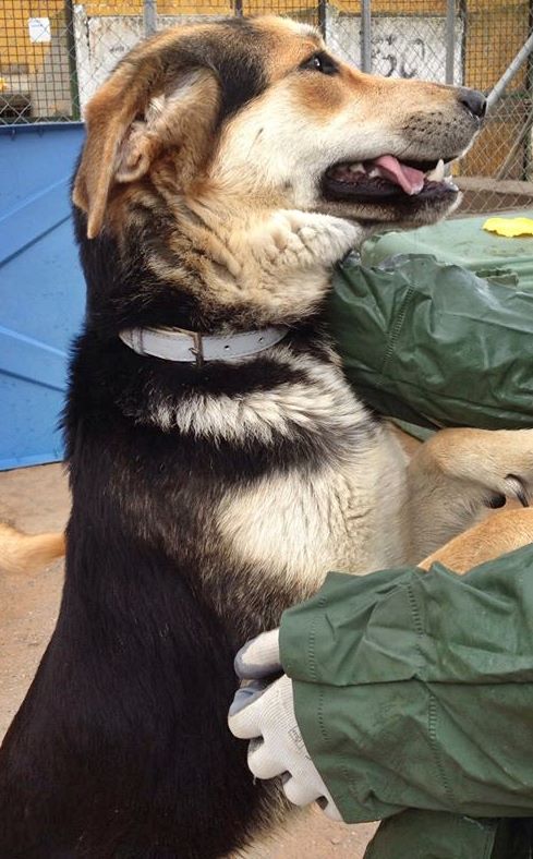 1609690_522208767877579_487888125_n