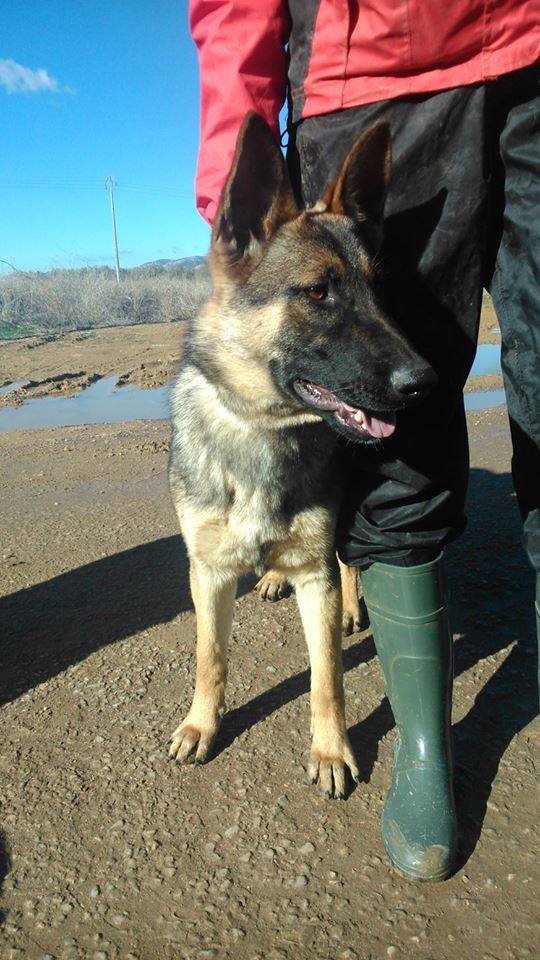 1654015_523632317735224_1821235849_n