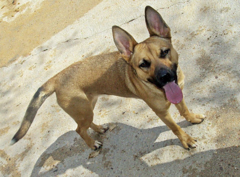 1016941_785858561437926_4842899532705222366_n