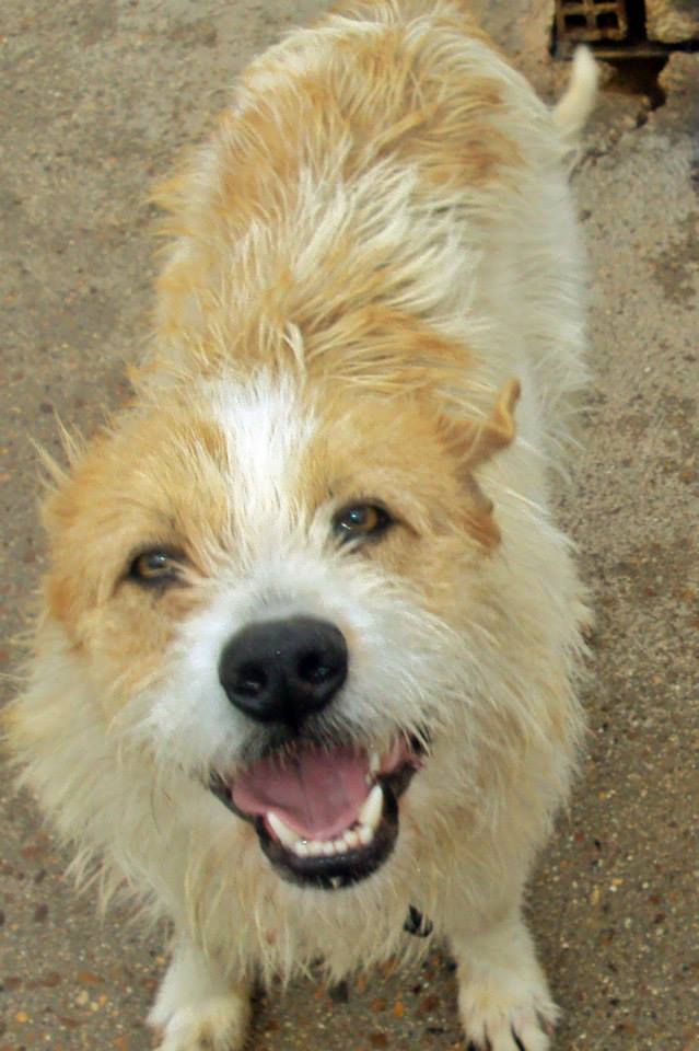 10153129_777820062241776_8017966890349838530_n