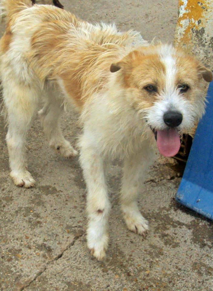 10153867_777820205575095_6462308232385876698_n