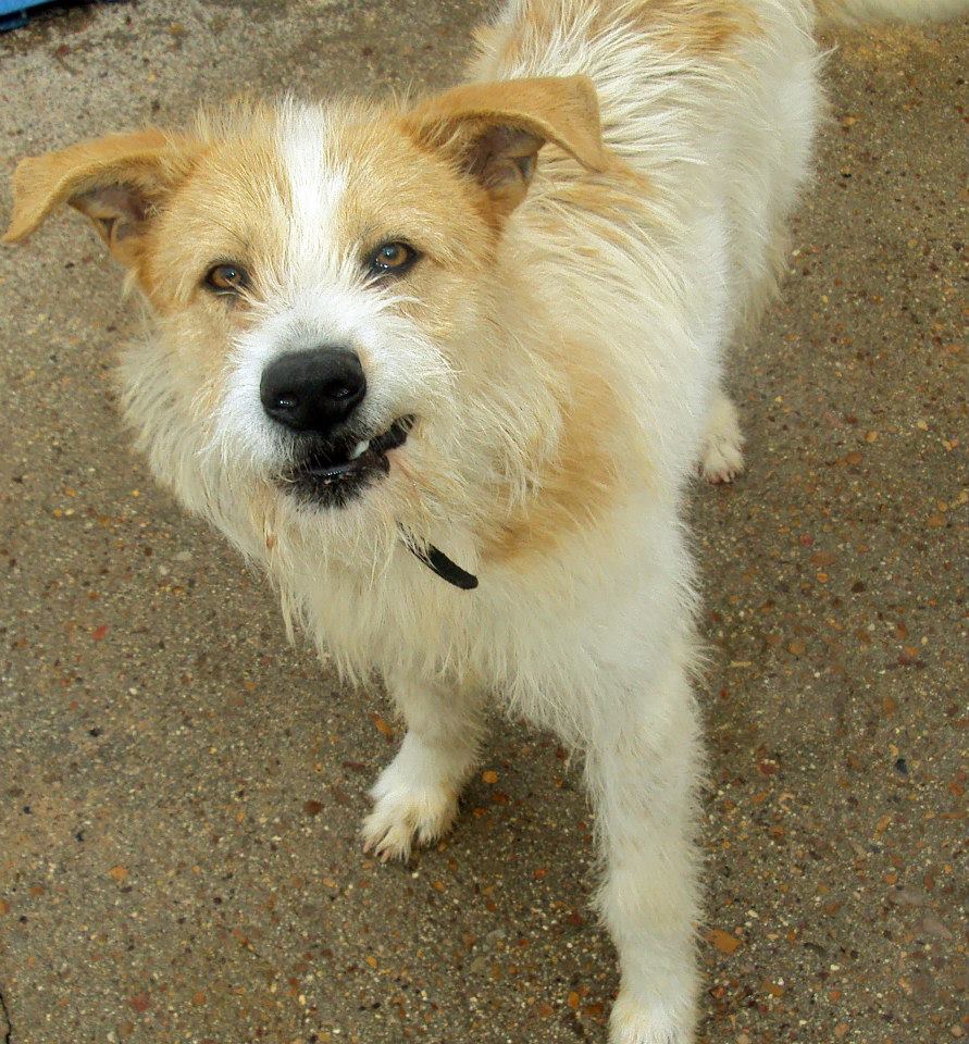 1017770_777820015575114_4597443288749925008_n