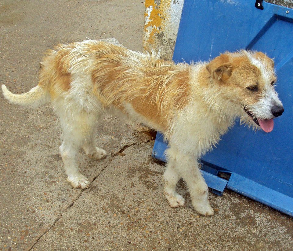 10260013_777820128908436_4351945278584194520_n