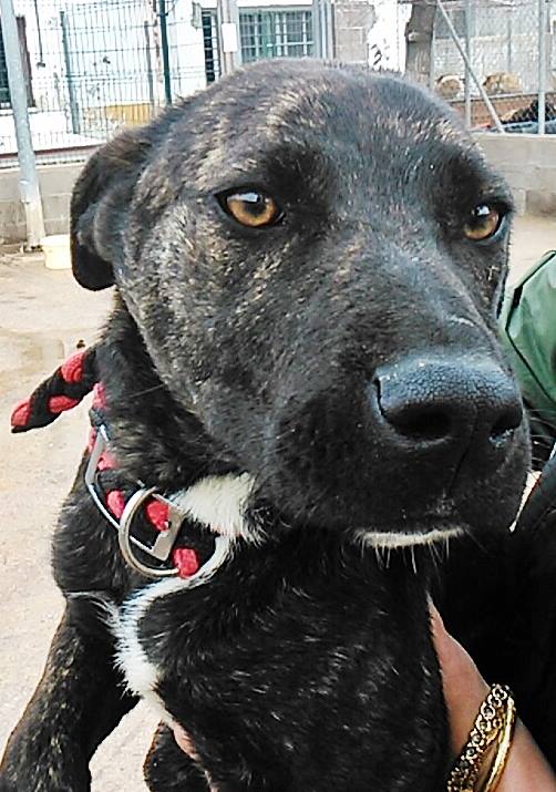 1932313_770990802924702_2060304364_n