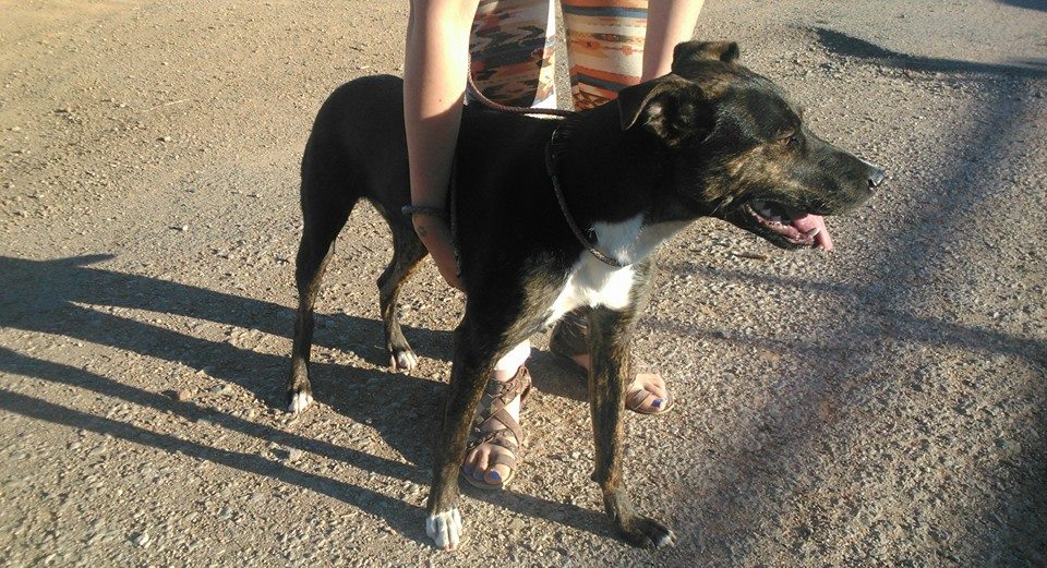 10488308_827095480647567_7127522744185912823_n