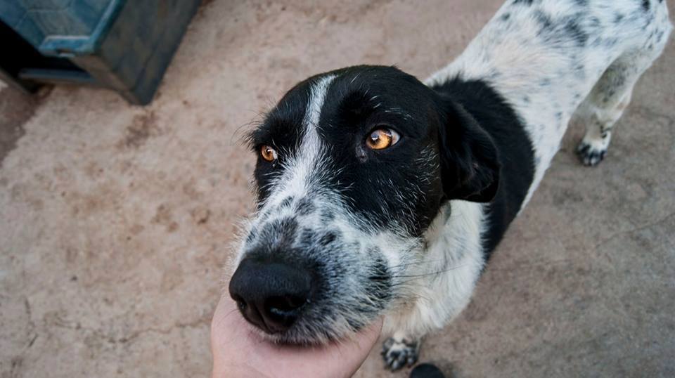 11037223_1087733124583800_4195432195403160268_n