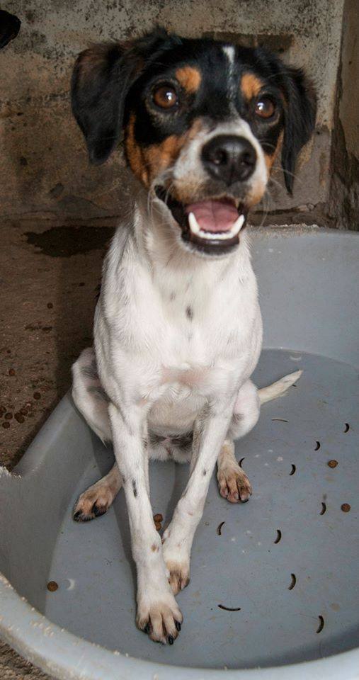 11219061_1034552883235158_773747094009641307_n