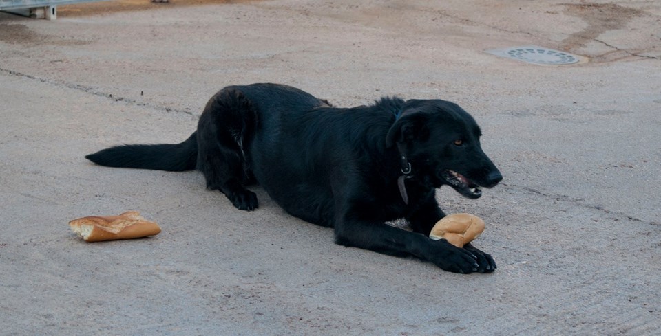 13010861_1199746036715841_138935862652988647_n