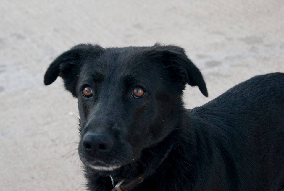 13043665_1199746093382502_1391834355659072918_n