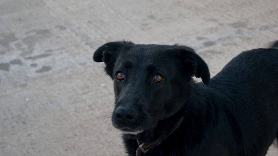 13043723_1199746096715835_1268337548154249310_n