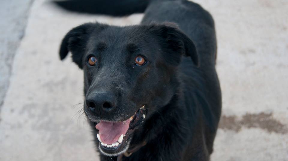 13051767_1199746100049168_24424629091125734_n