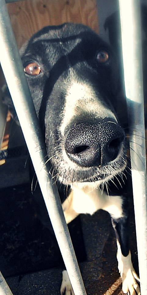 1911720_769490936408022_1997852522_n