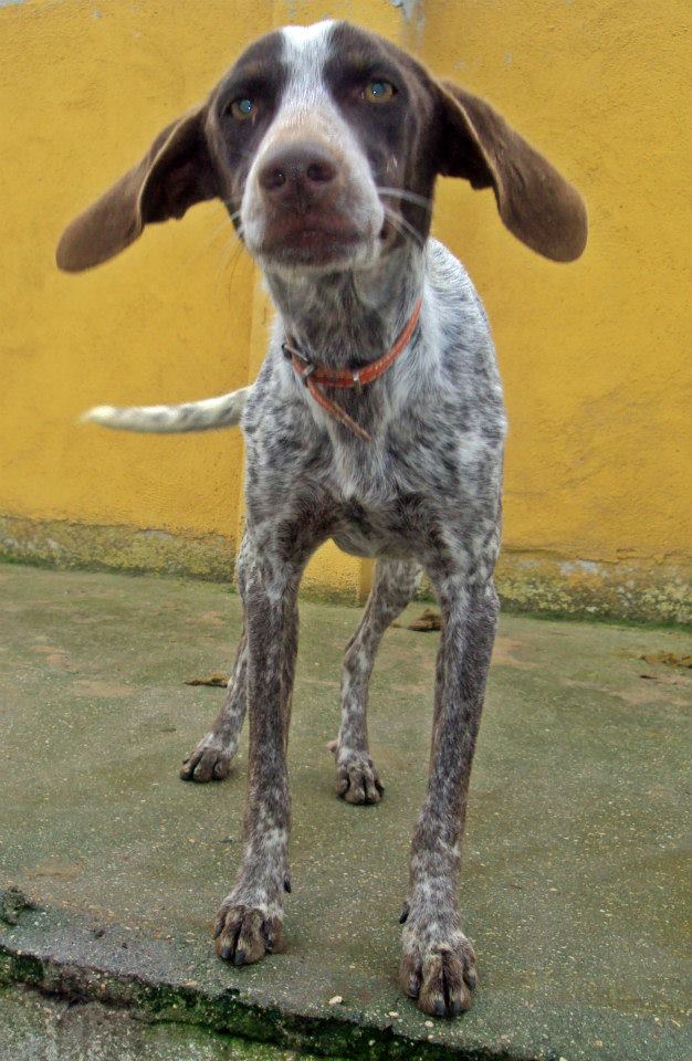 1920056_919120494778398_2573836511369943931_n