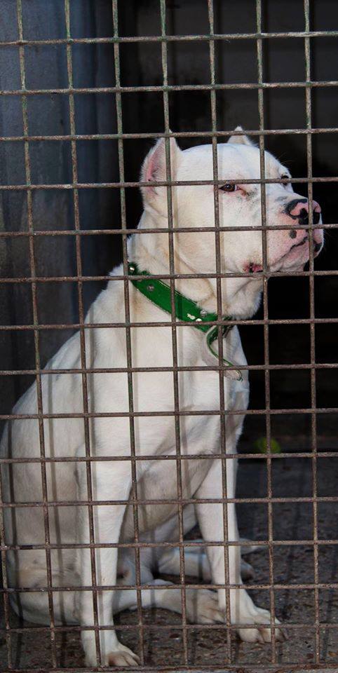 11041683_10206168197100444_3240276782872253537_n