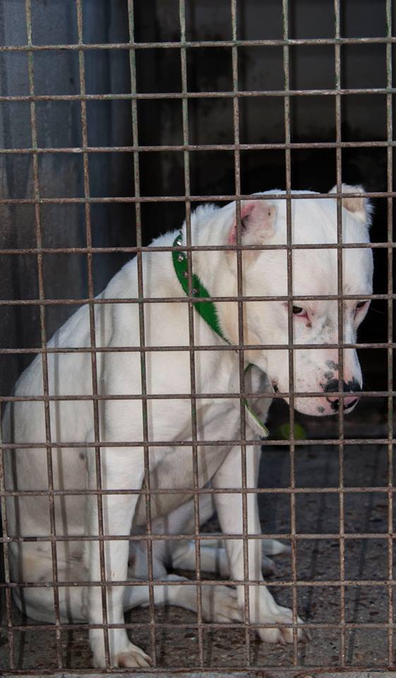 11401282_10206168197460453_5164741568549122894_n