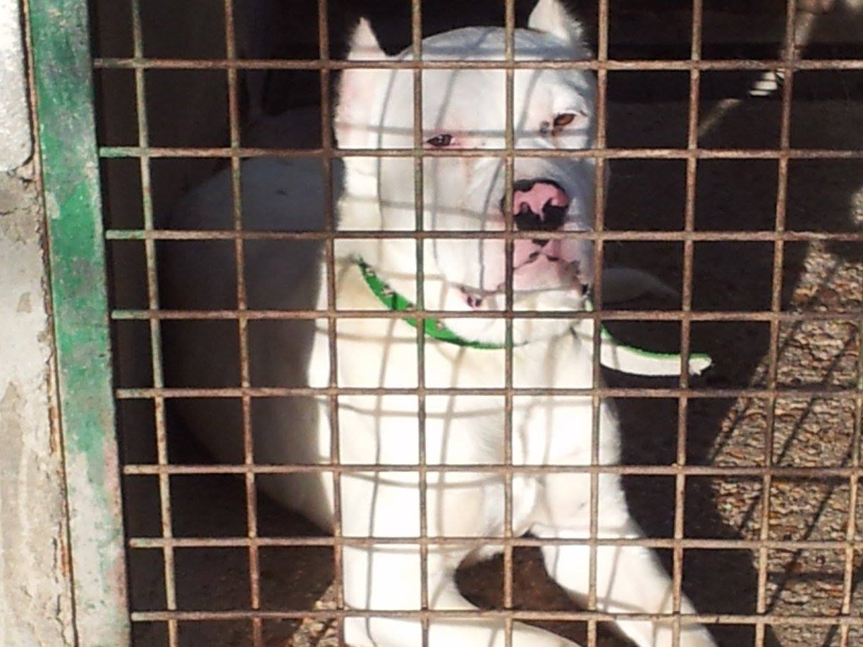 12000877_511883022308611_3515794713867014521_o