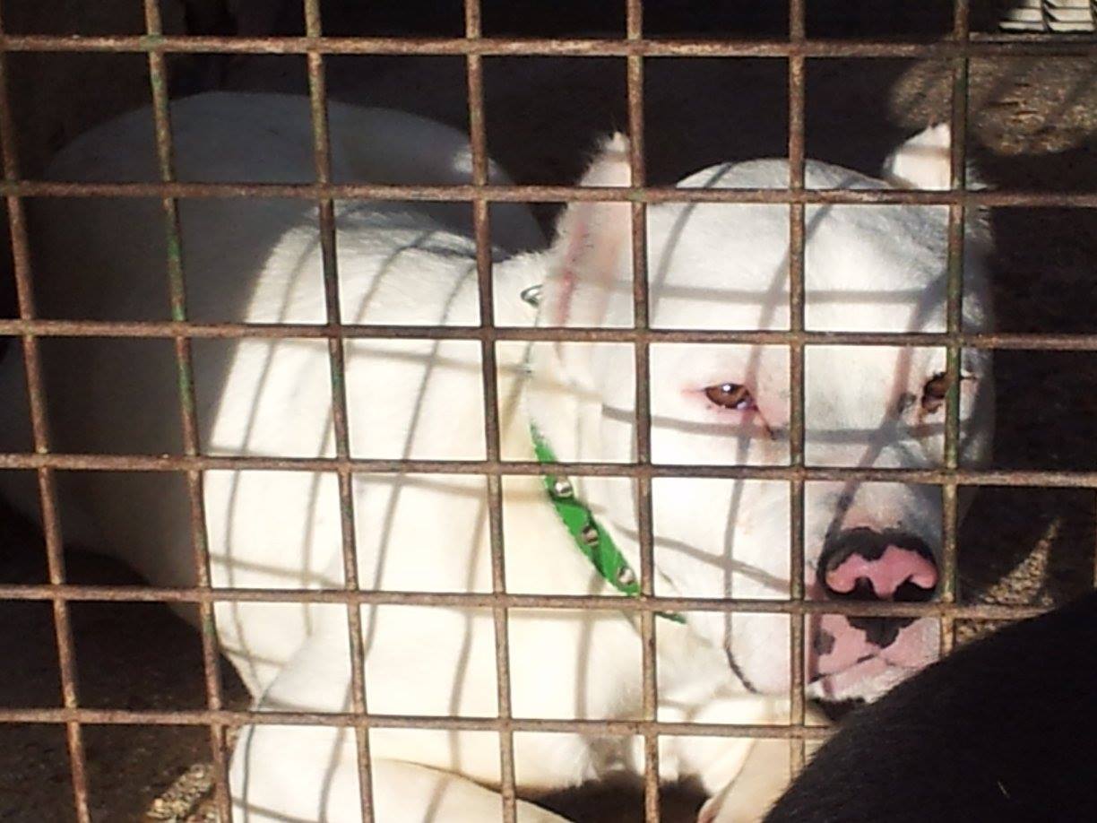 12002349_511883032308610_6790521711452293772_o