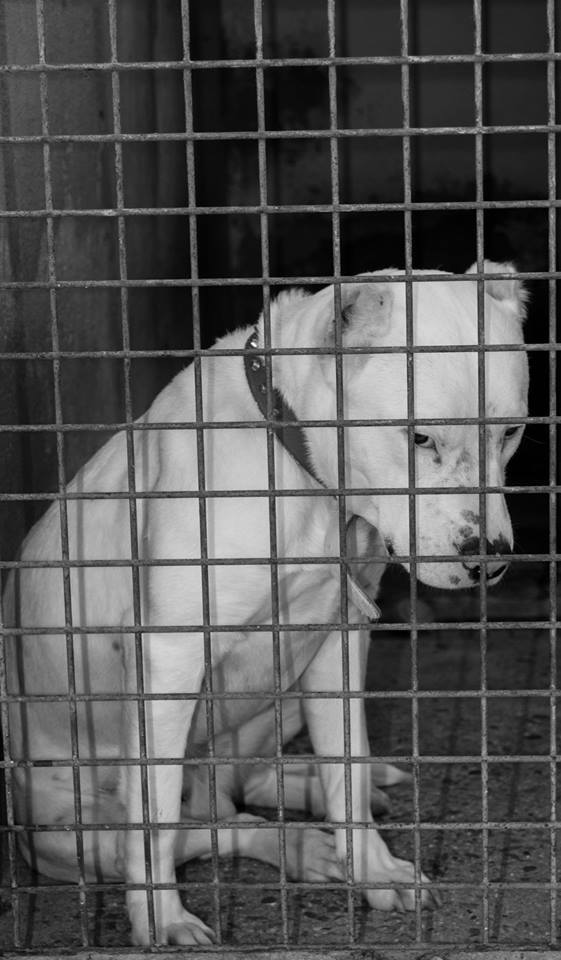 1981773_10206168196620432_8387484319462039718_n