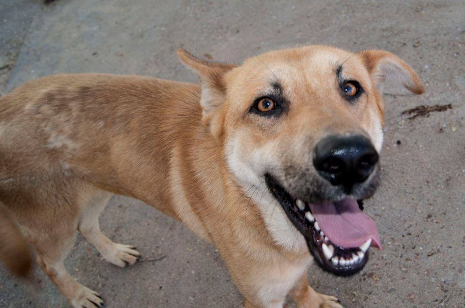 11174861_986241564732957_6966210561800690463_n