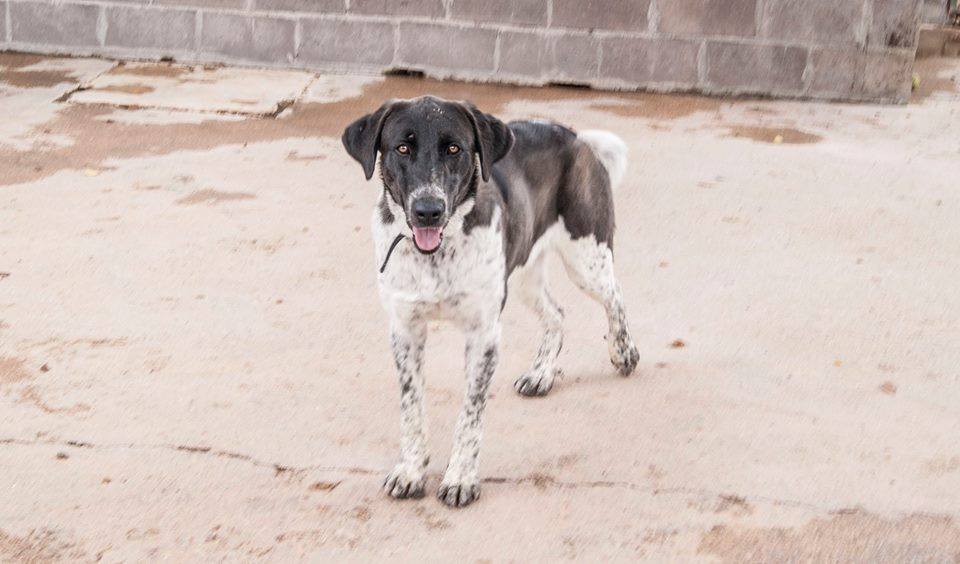 11222403_1082365768453869_2407657921683184053_n