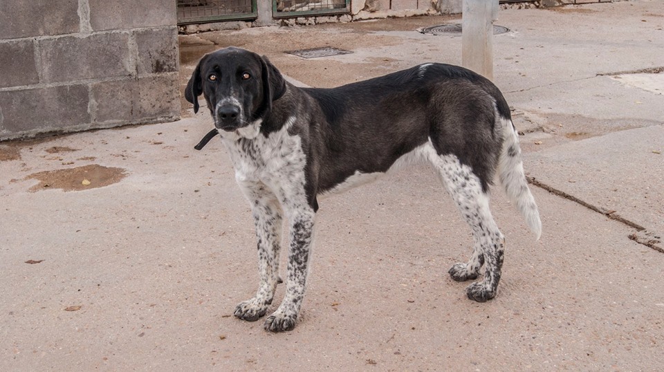 12074628_1082365725120540_3407564217799803934_n