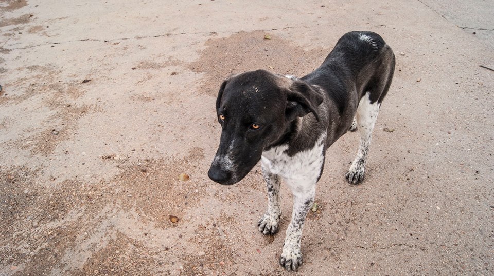 12115570_1082365765120536_4638671559257546659_n