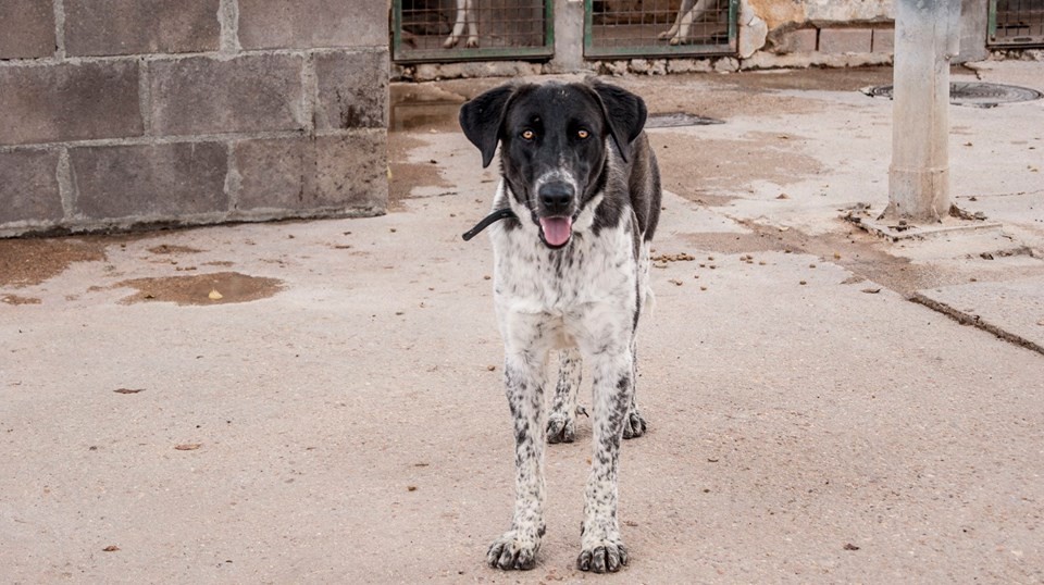 12122656_1082365718453874_3191515857111271102_n