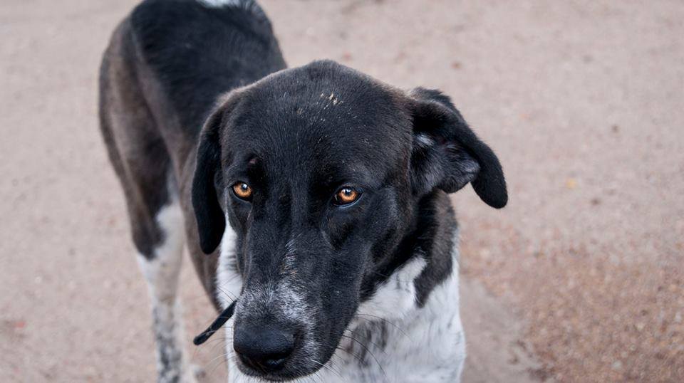 12144766_1082365715120541_3938894507979010871_n