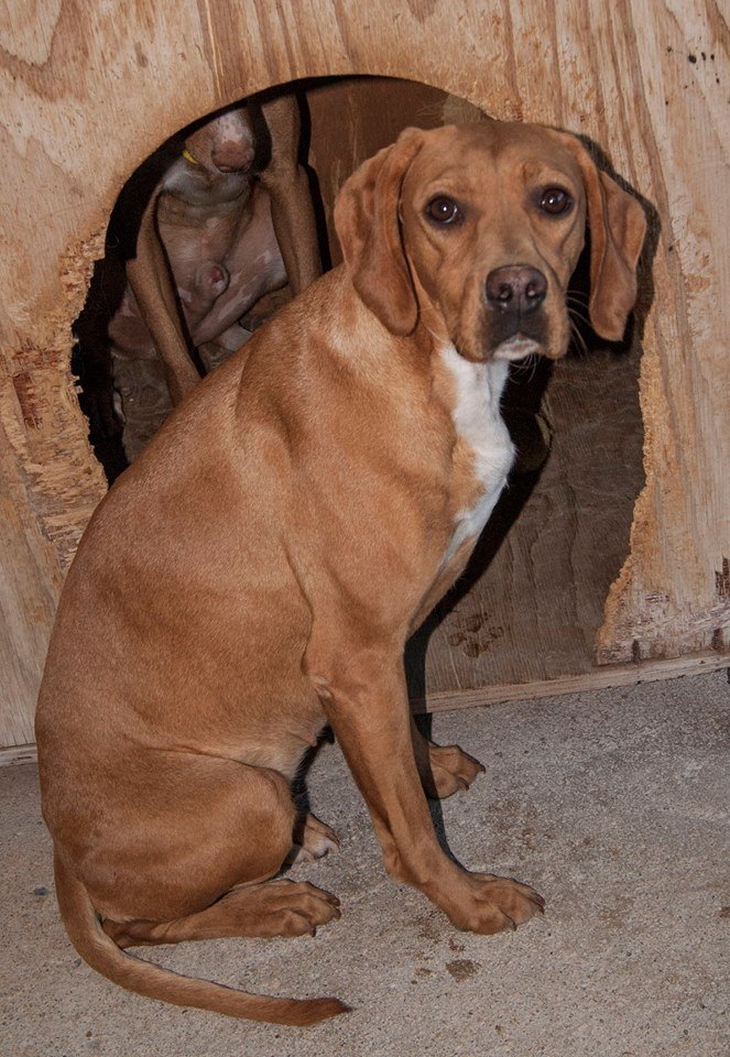 11899991_1054027424621037_2193206785054868031_n